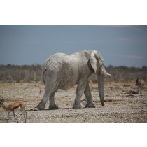 Ciel austral en Namibie